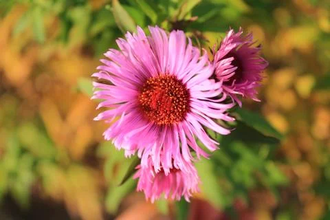 Chrysanthemum Stock Photos