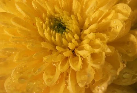 Chrysanthemum Foto stock