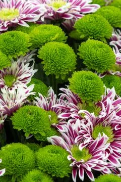 Chrysanthemum Stock Photos