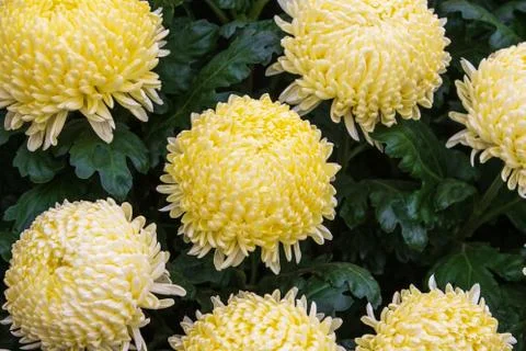 Chrysanthemum Stock Photos