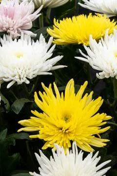 Chrysanthemum Stock Photos