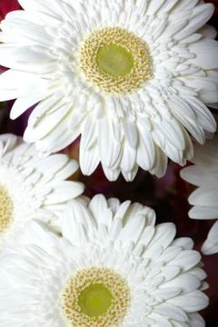 Chrysanthemum Stock Photos