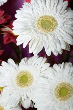 Chrysanthemum Stock Photos