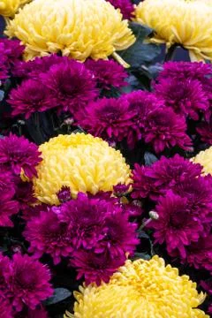 Chrysanthemum Stock Photos