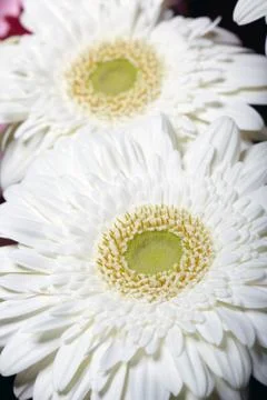 Chrysanthemum Stock Photos