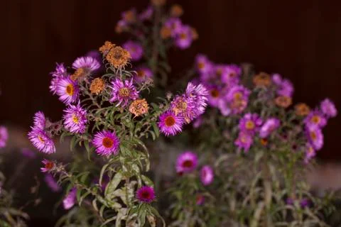 Chrysanthemum Foto stock