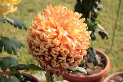 Chrysanthemum Foto stock