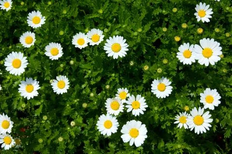 The chrysanthemum Stock Photos