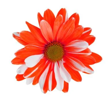 Chrysanthemum Stock Photos