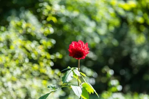 Chrysanthemum Stock Photos