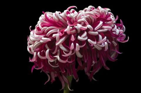Chrysanthemum Foto stock
