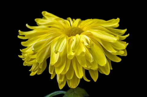 Chrysanthemum Stock Photos