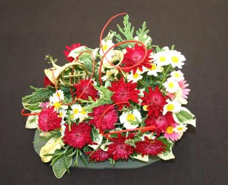 Chrysanthemum. Stock Photos