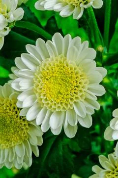 Chrysanthemum Stock Photos