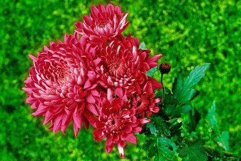 Chrysanthemum Stock Photos