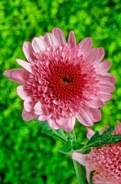 Chrysanthemum Stock Photos