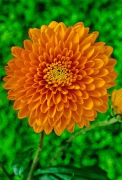 Chrysanthemum Stock Photos