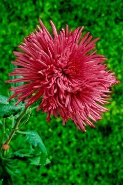 Chrysanthemum Foto stock