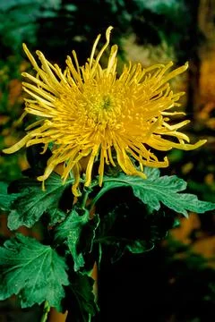 Chrysanthemum Foto stock