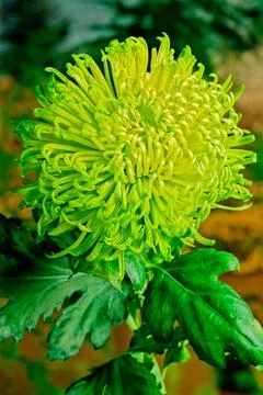 Chrysanthemum Stock Photos