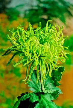 Chrysanthemum Stock Photos