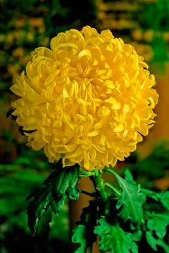 Chrysanthemum Stock Photos