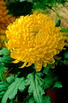 Chrysanthemum Stock Photos