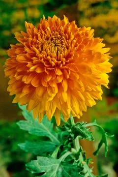 Chrysanthemum Stock Photos
