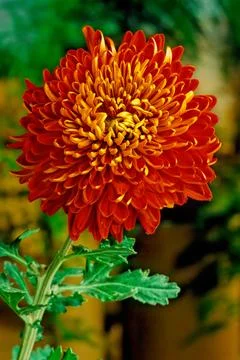 Chrysanthemum Stock Photos