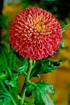 Chrysanthemum Stock Photos