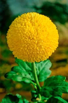 Chrysanthemum Stock Photos
