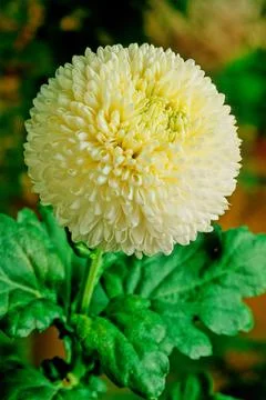 Chrysanthemum Stock Photos