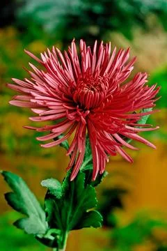 Chrysanthemum Stock Photos