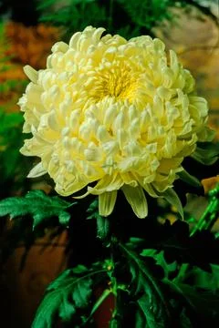 Chrysanthemum Stock Photos