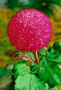 Chrysanthemum Stock Photos