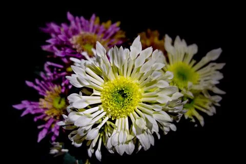 Chrysanthemum Stock Photos