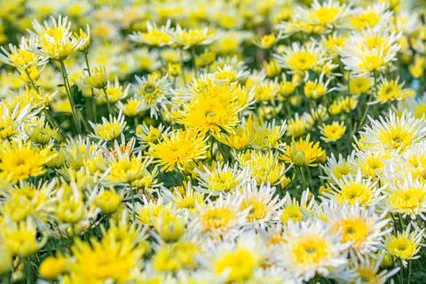 Chrysanthemum Stock Photos