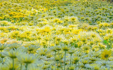 Chrysanthemum Stock Photos