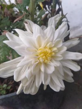 Chrysanthemum Stock Photos
