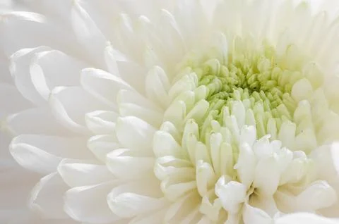 Chrysanthemum Stock Photos