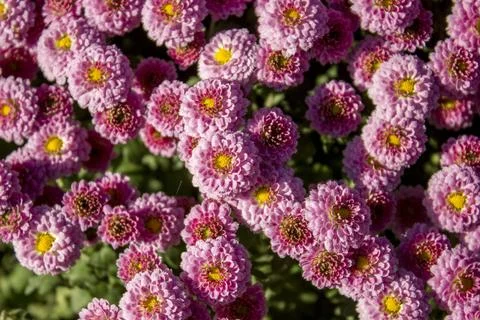 Chrysanthemum  Stock Photos