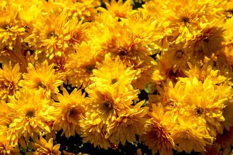 Chrysanthemum Stock Photos
