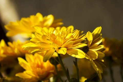 Chrysanthemum Stock Photos