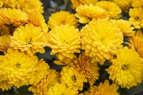 Chrysanthemum Stock Photos