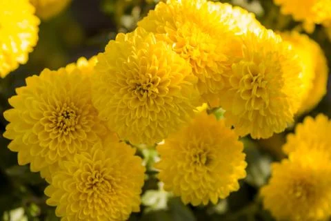 Chrysanthemum Stock Photos