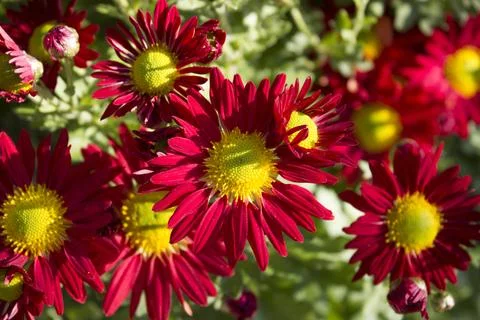 Chrysanthemum  Stock Photos