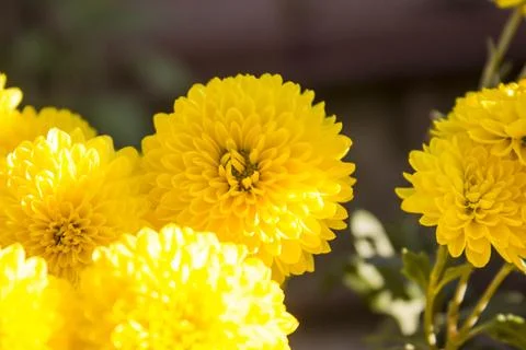Chrysanthemum Foto stock