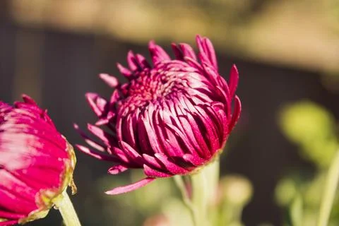 Chrysanthemum Stock Photos