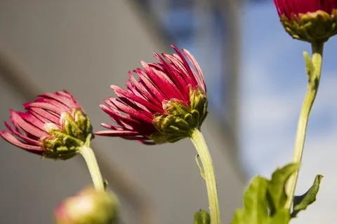Chrysanthemum Foto stock
