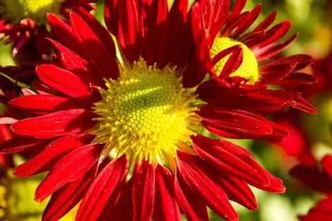 Chrysanthemum Stock Photos